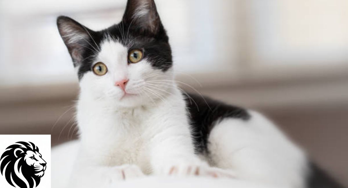 Cute Black and White Cat Names