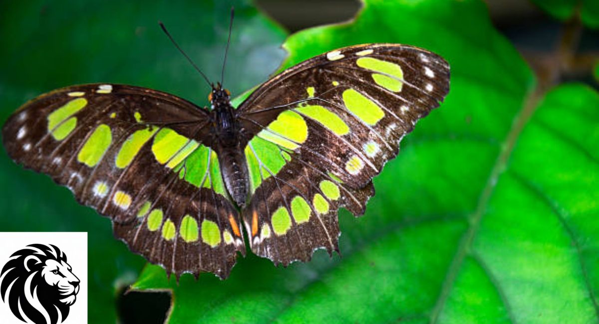 Dido Longwing Butterfly