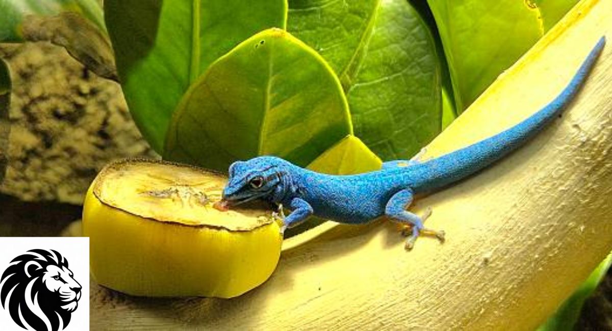 Electric Blue Gecko