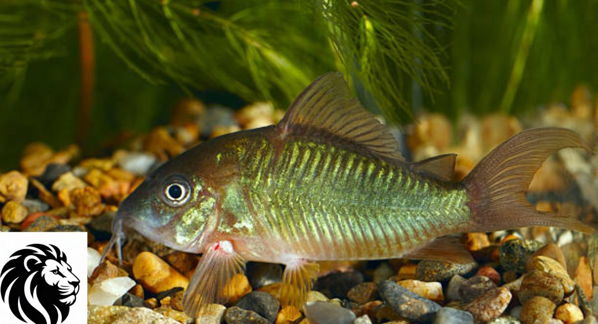 Emerald Catfish 