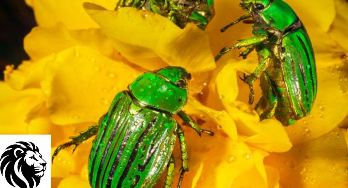 Glorious Scarab