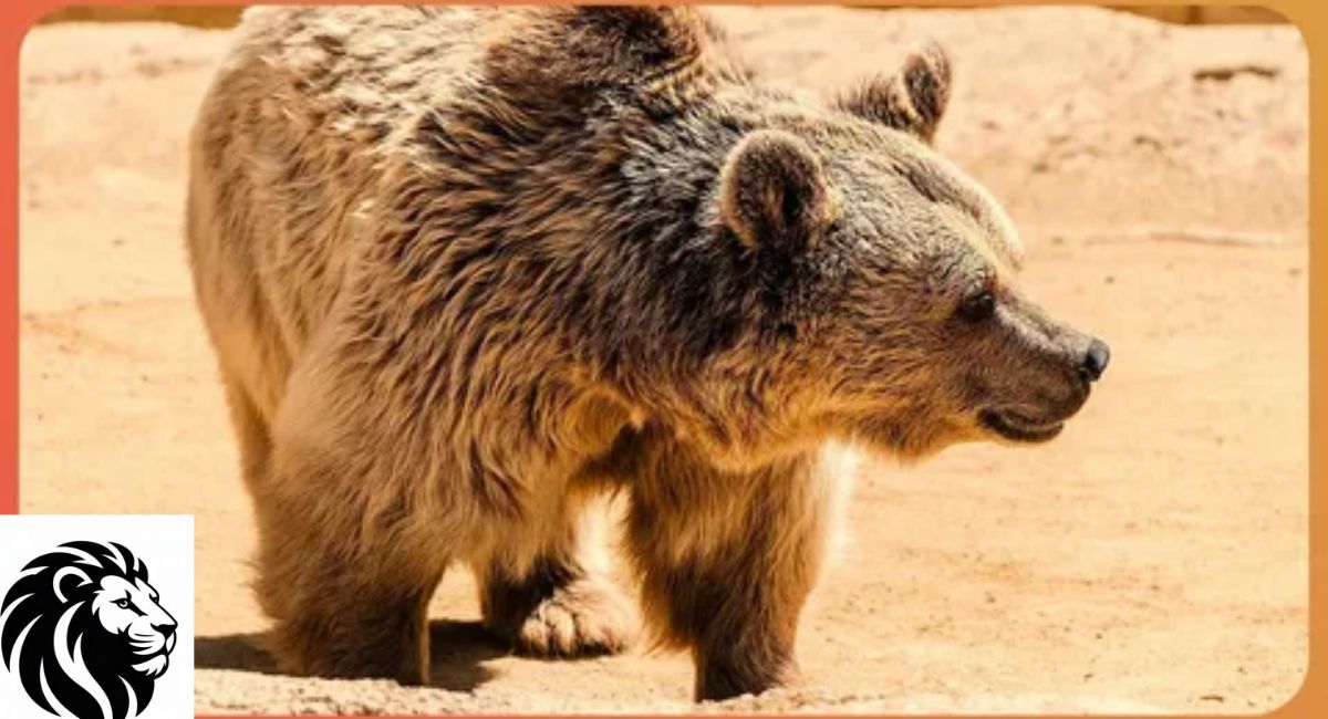 Gobi Bear