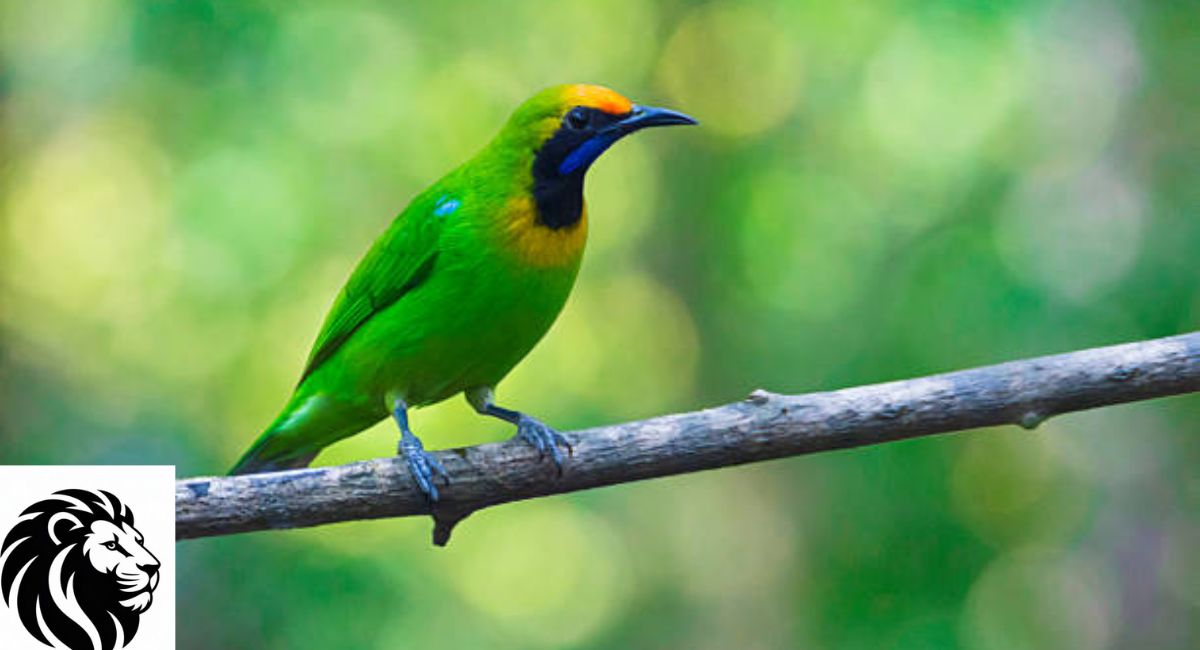 Golden-Fronted Leafbird