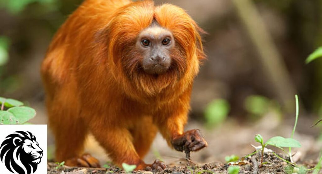 Golden Lion Tamarin