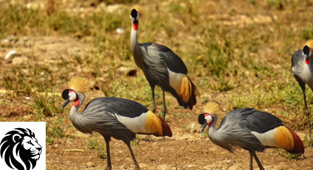gray-crowned-crane
