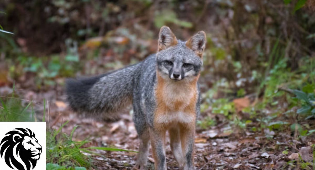 Gray Fox