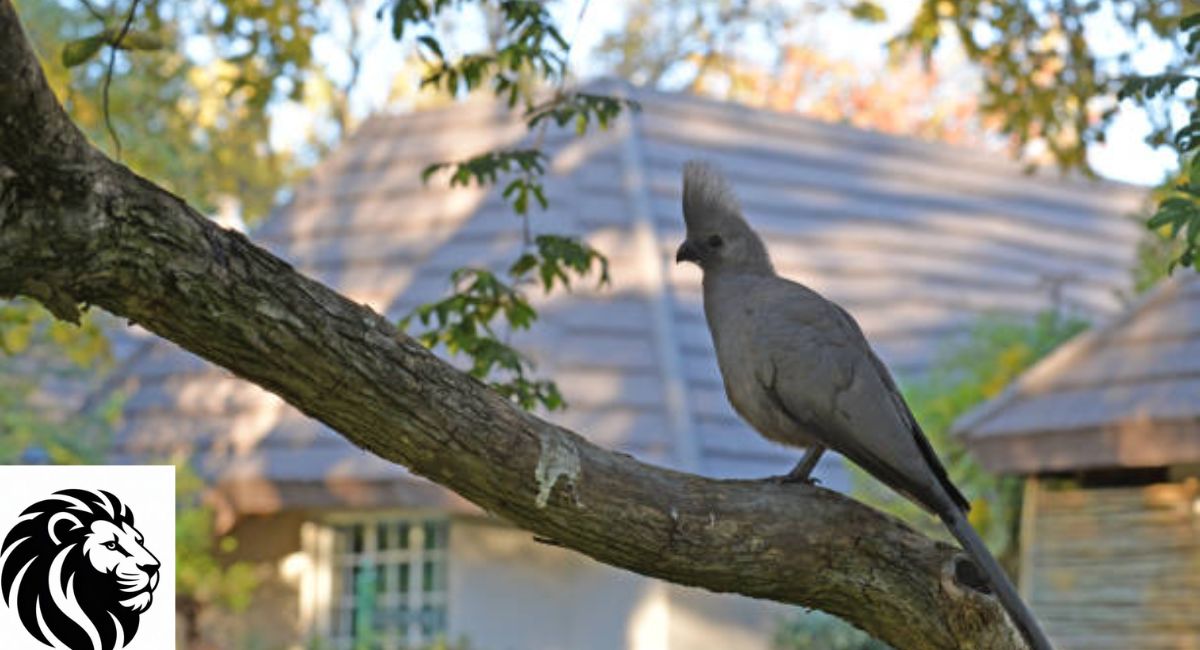 Gray Go-Away Bird