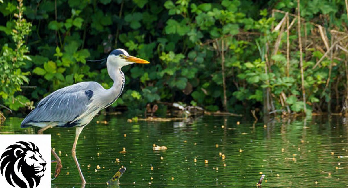 Gray Heron