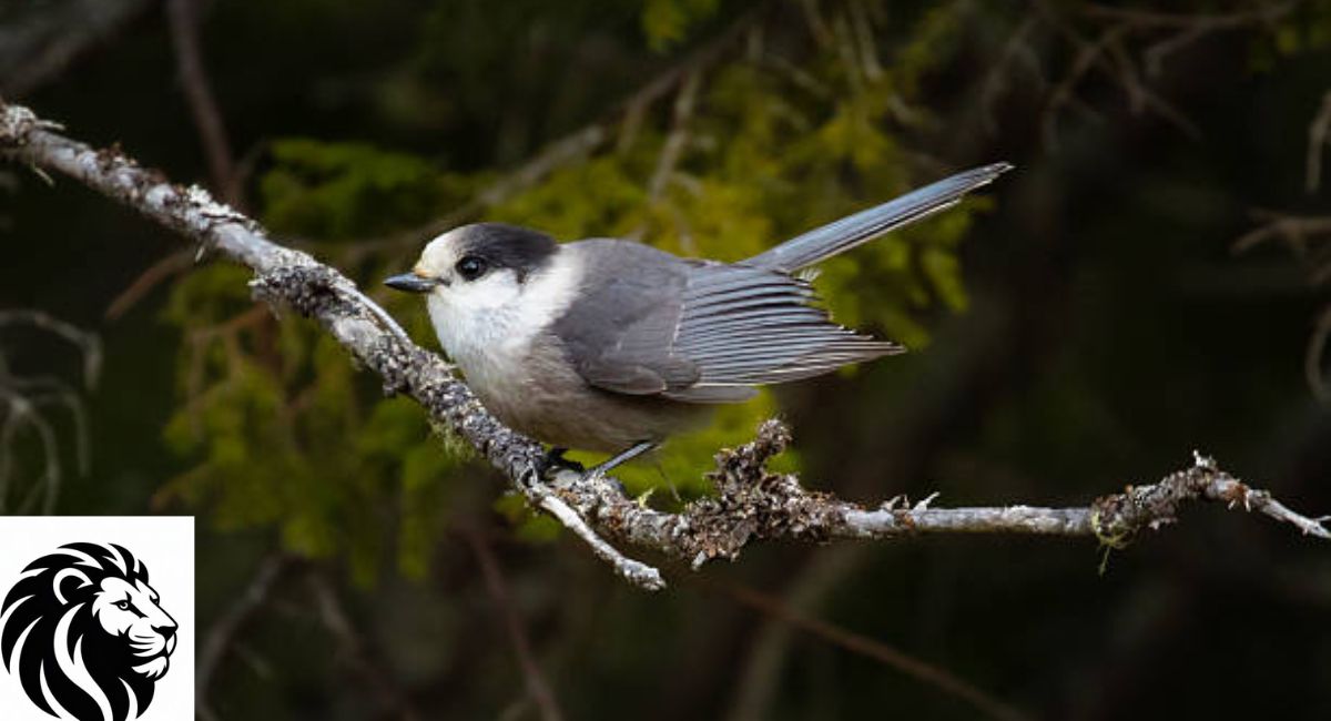 Gray Jay