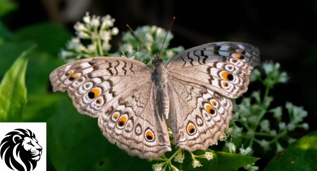 Gray Pansy Butterafly