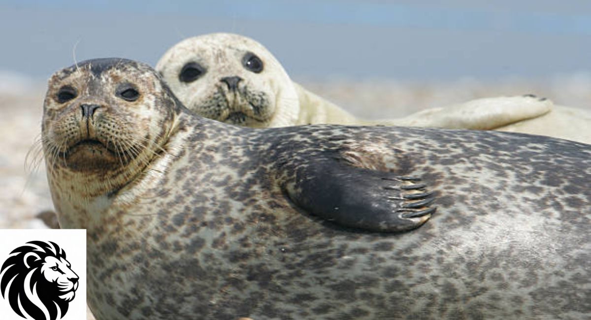 Gray Seal