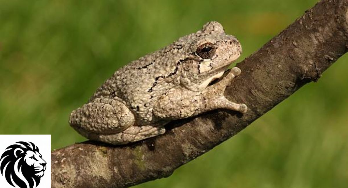 Gray Tree Frog