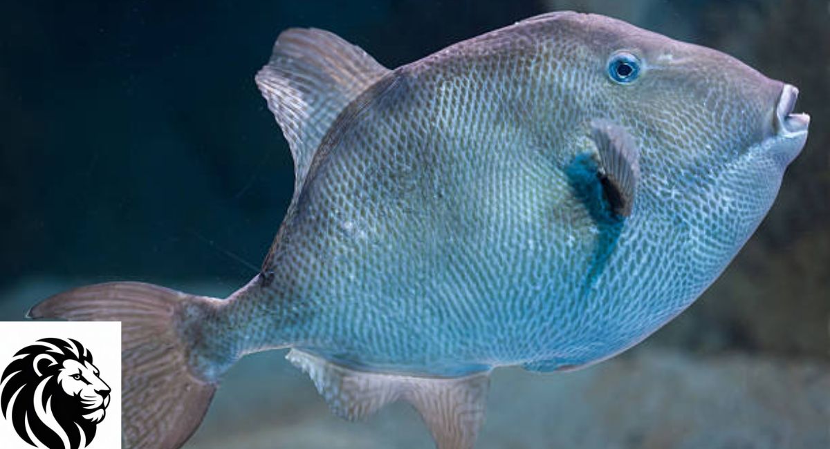 Gray Triggerfish