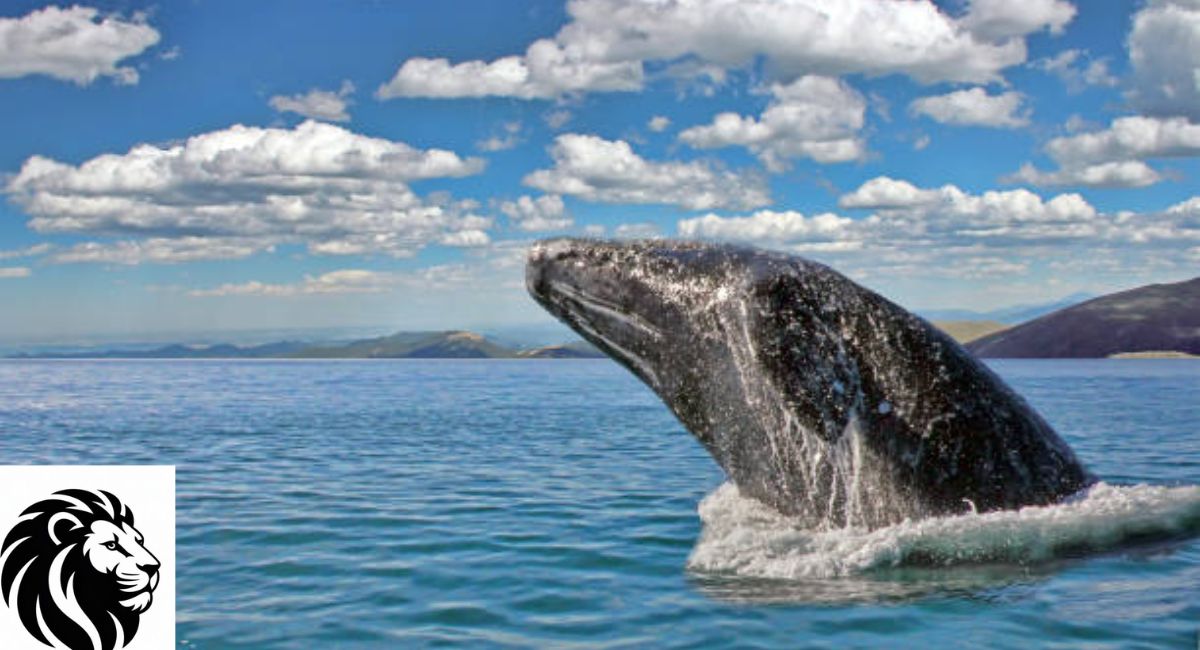 Gray Whale