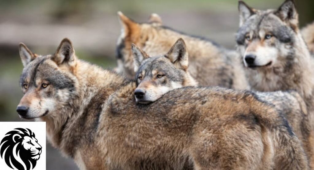 Gray Wolf