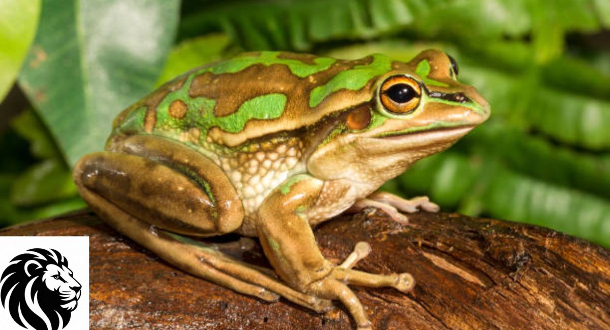 Green and Golden Bell Frog