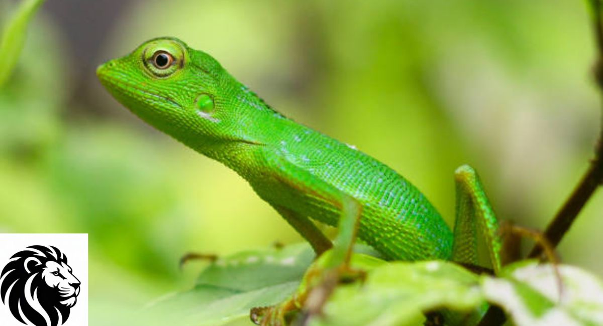 Green Crested Lizard
