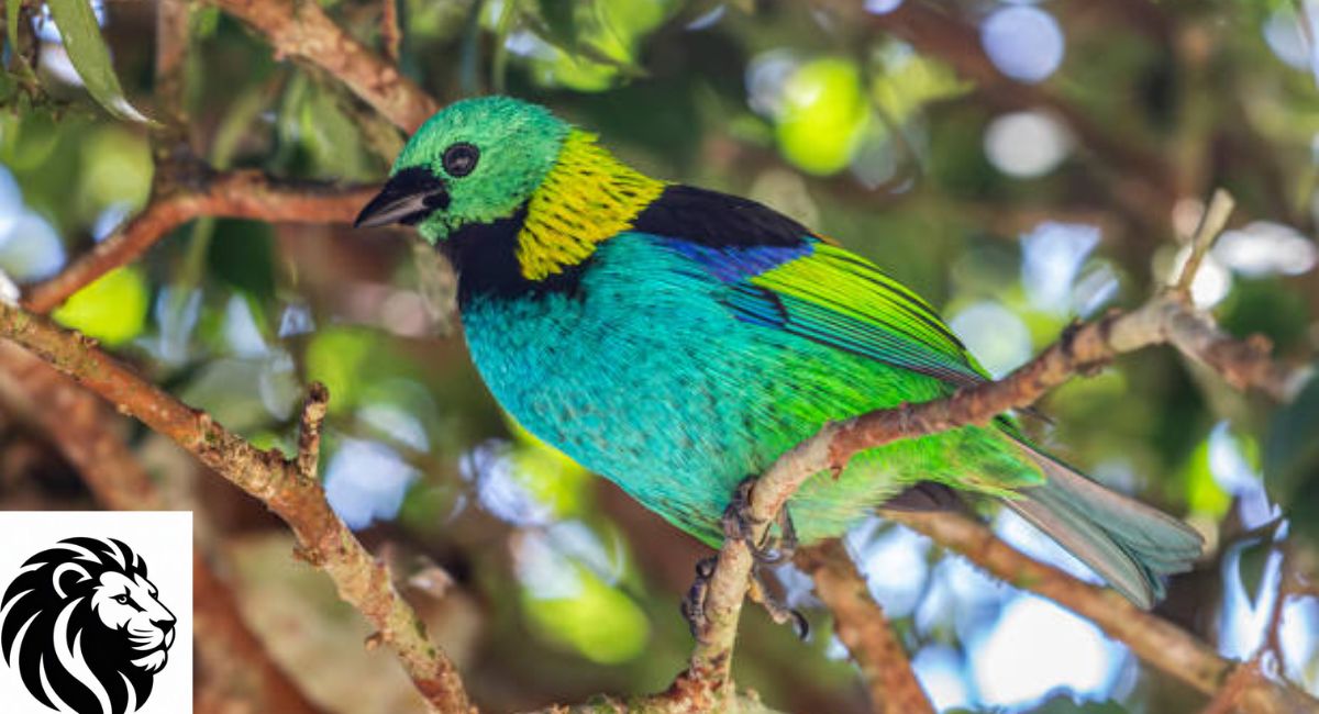 Green-Headed Tanager