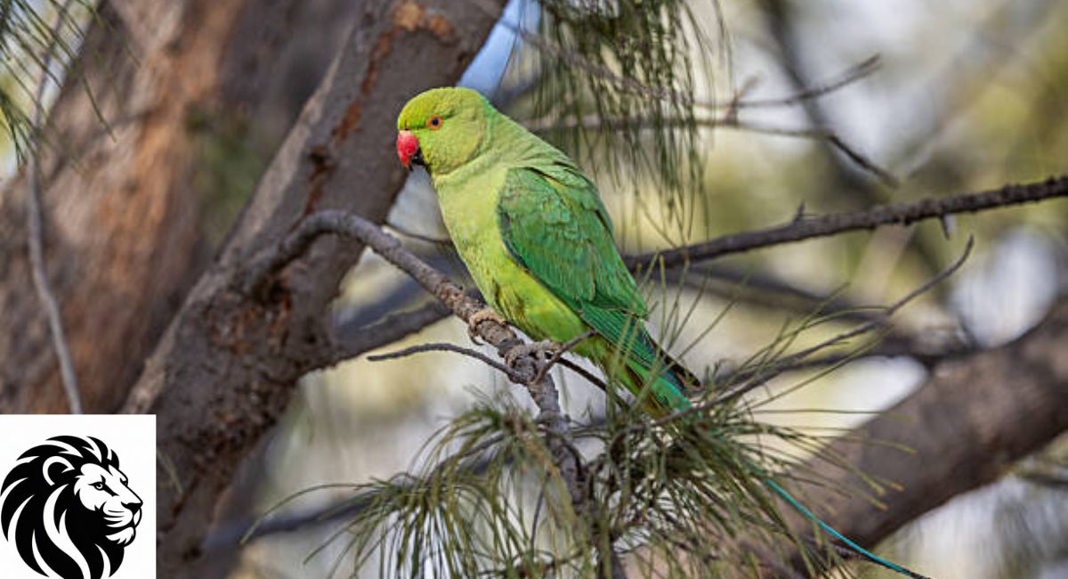 Green Parakeet