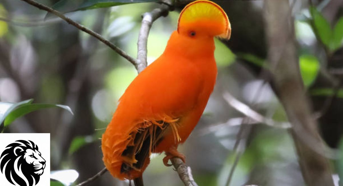 Guianan Cock-of-the-Rock
