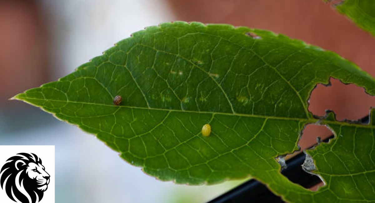 Gulf Fritillary Eggs