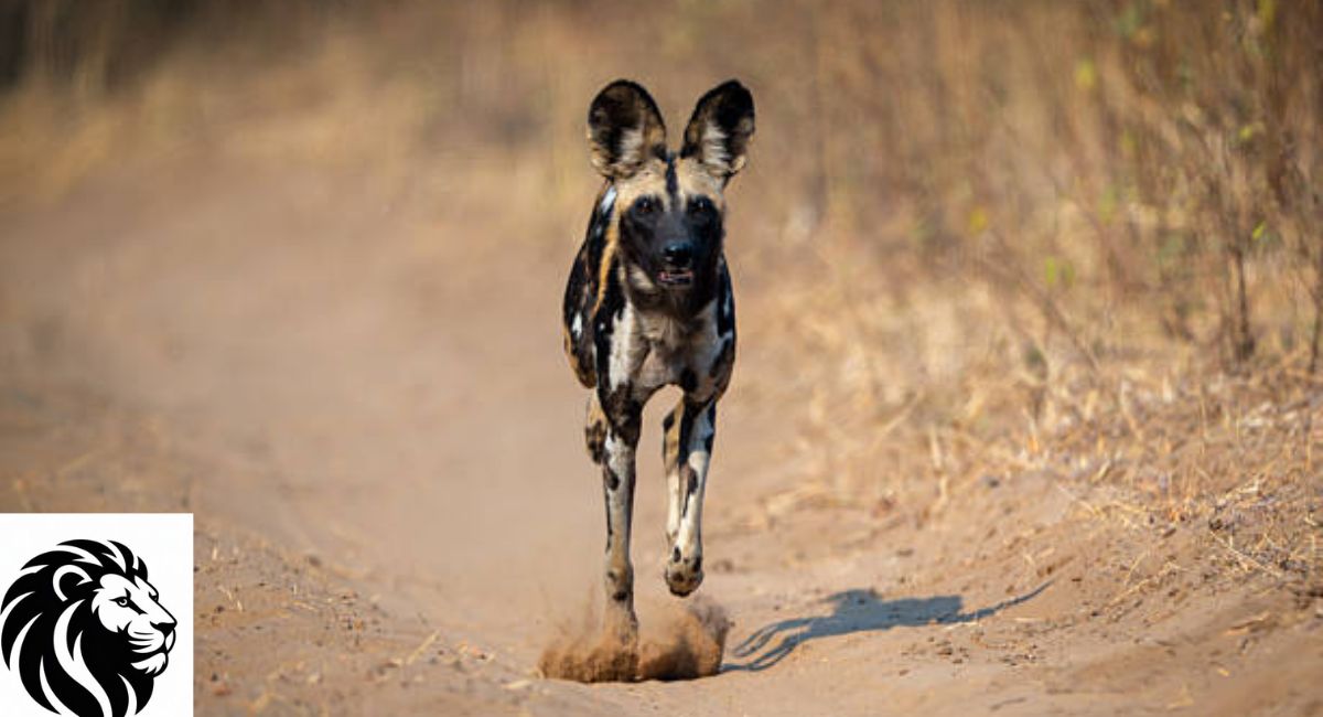 How Fast Can African Wild Dogs Run?