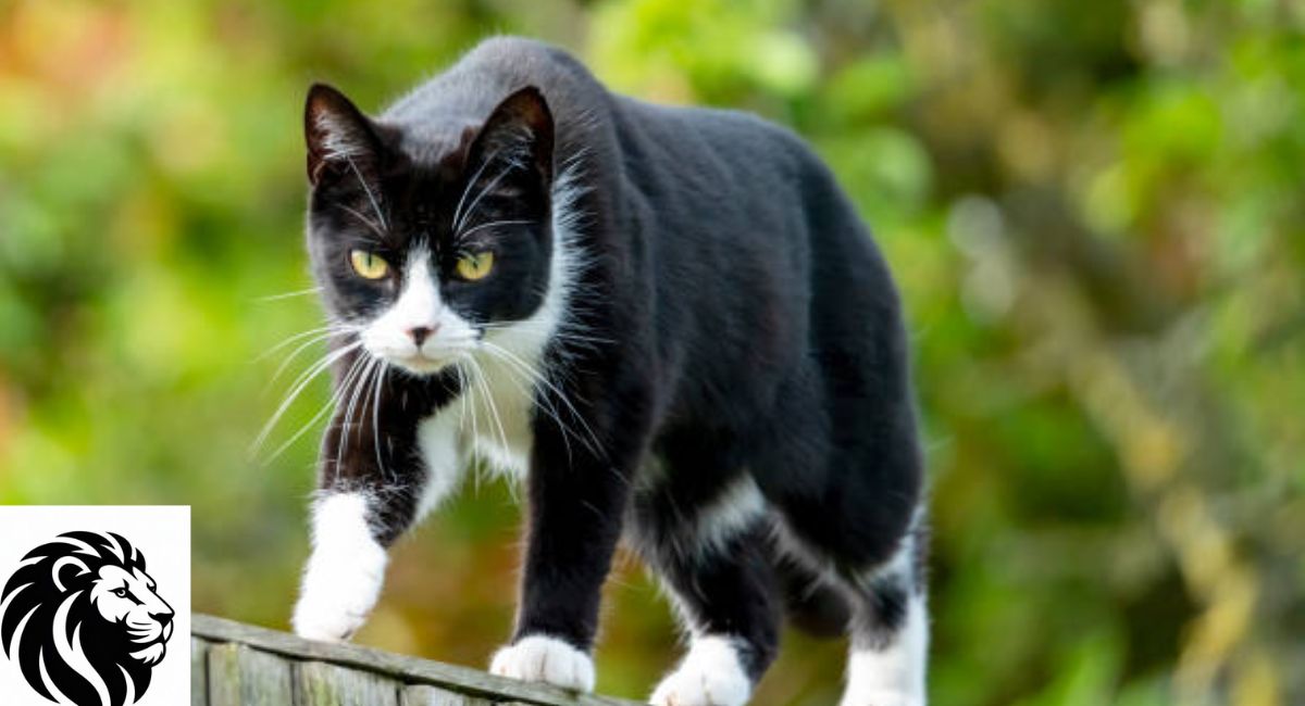 How to Choose the Perfect Black and White Cat Name