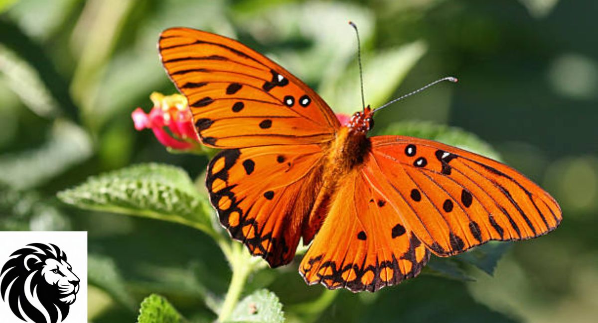 How to Identify a Gulf Fritillary Butterfly