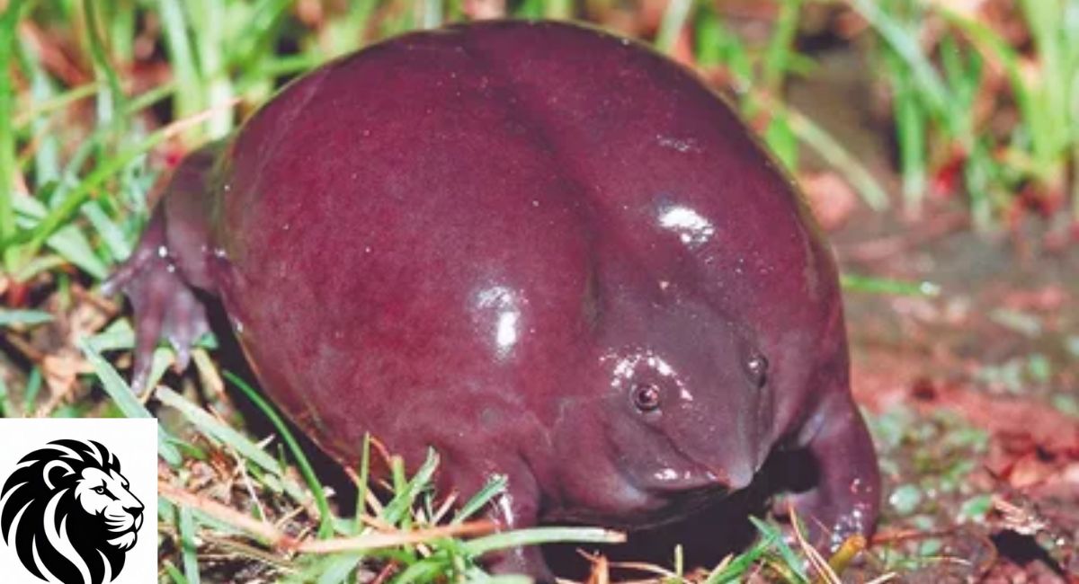 Indian Purple Frog