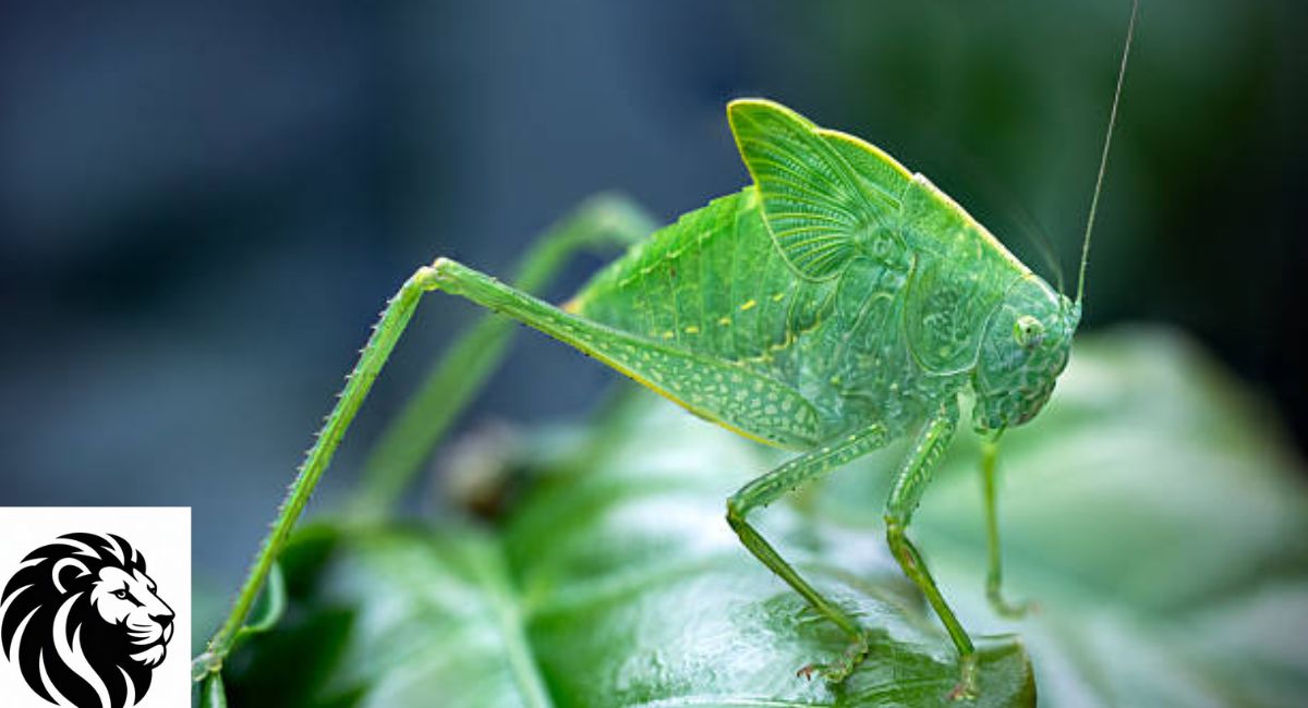Katydid
