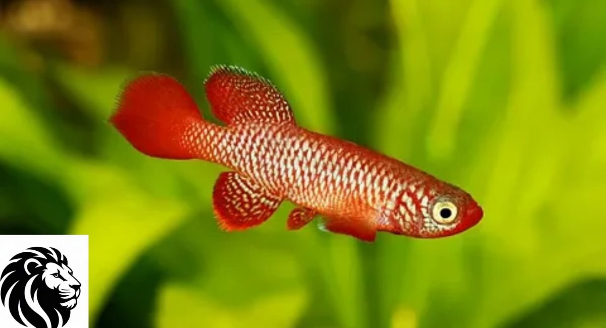 Kisaki Nothobranch