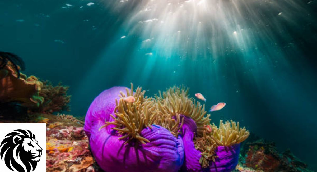 Magnificent Sea Anemone