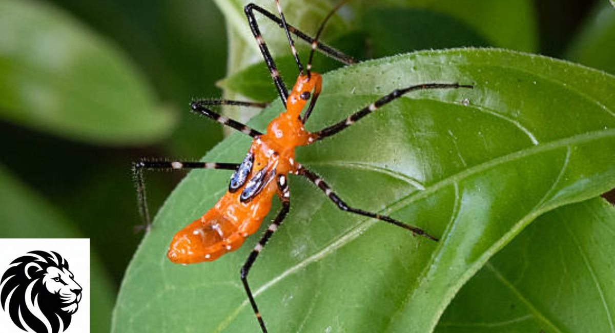 Milkweed Assassin Bug