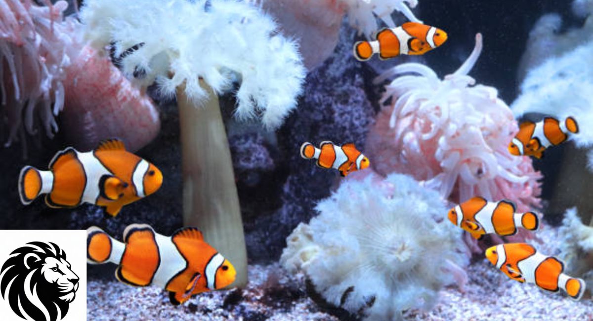 Ocellaris Clownfish