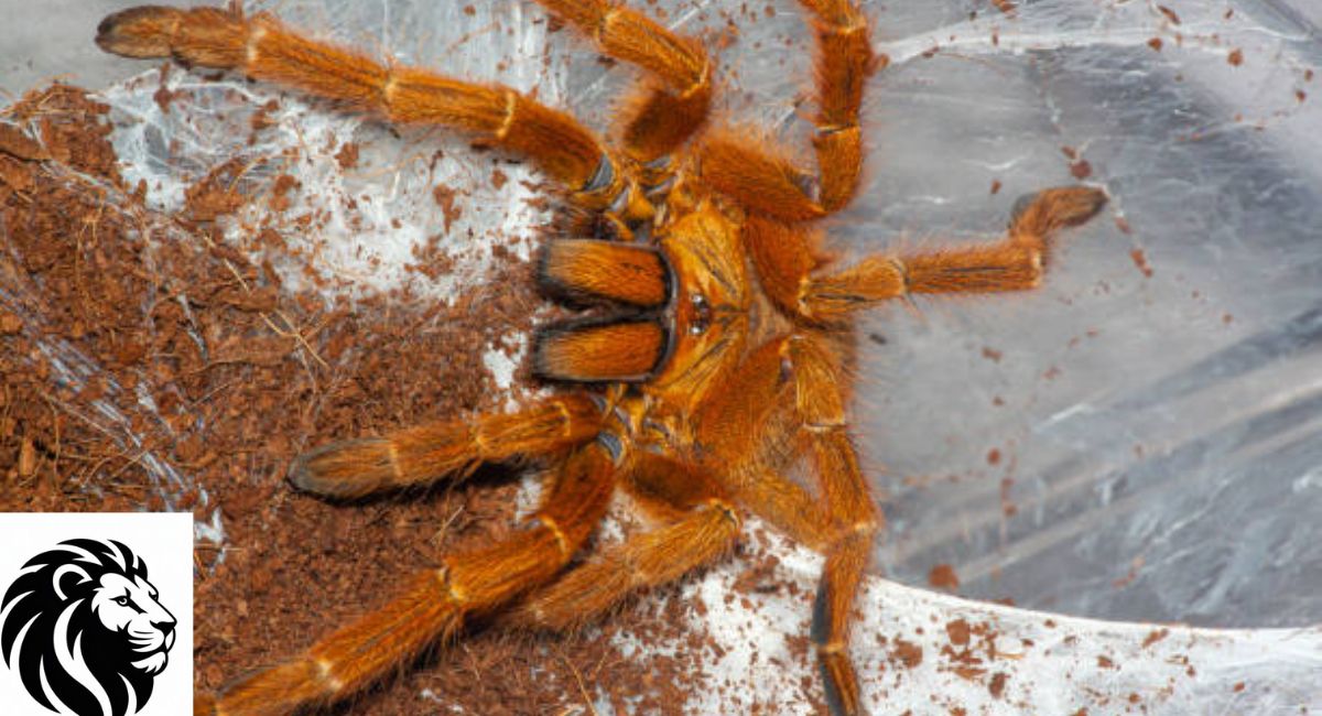 Orange Baboon Tarantula