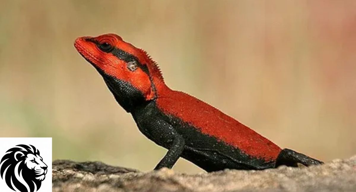 Peninsular Rock Agama