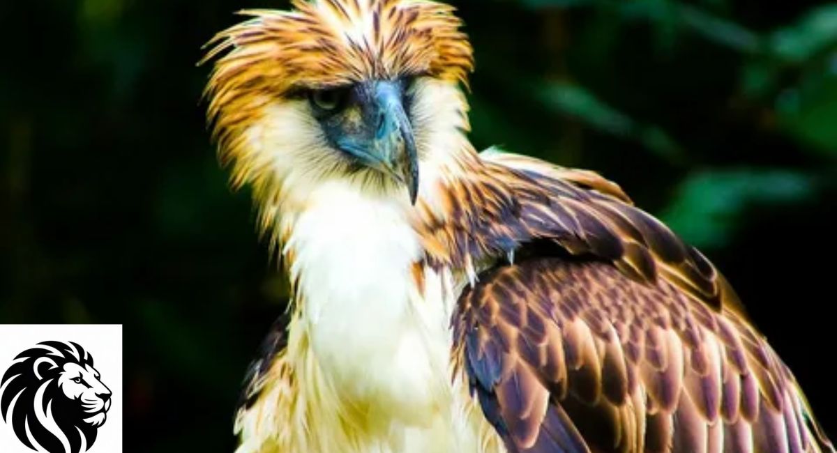 Philippine Eagle