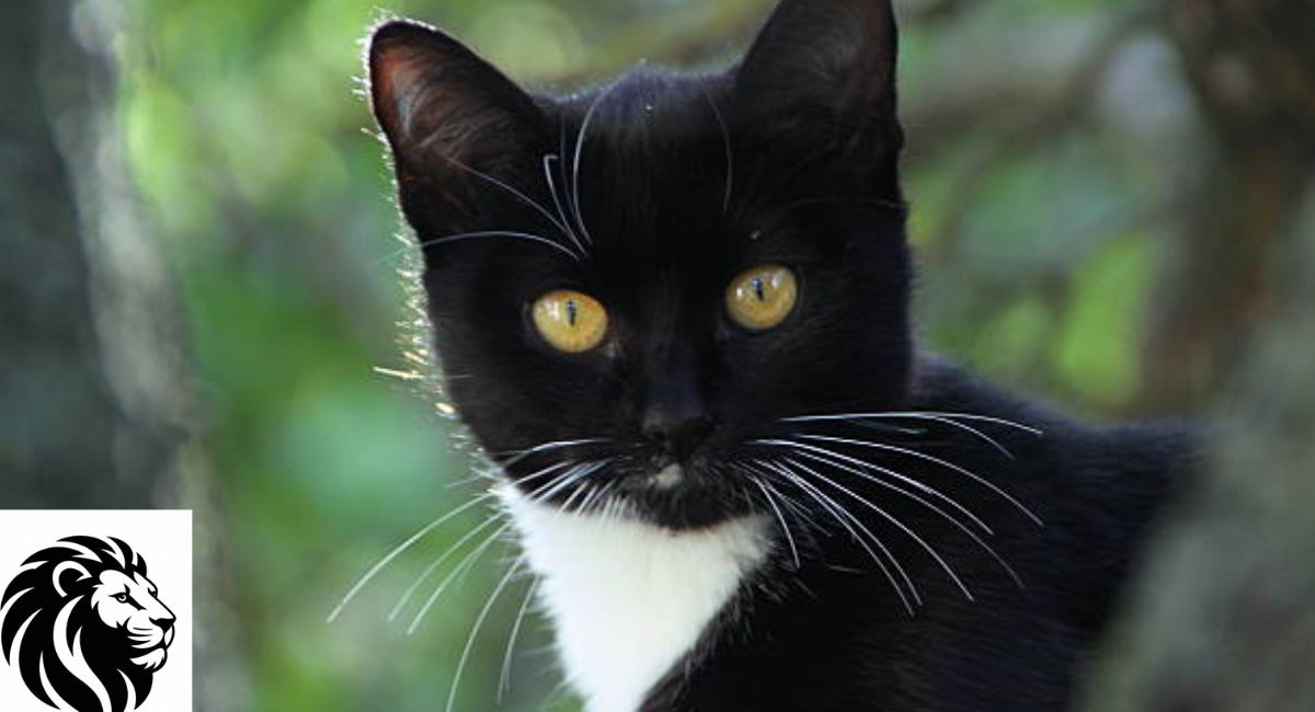 Popular Black and White Cat Names (Most Loved Picks)