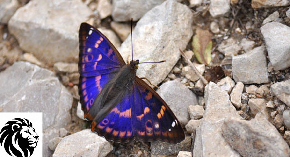 Purple Emperor Butterfly