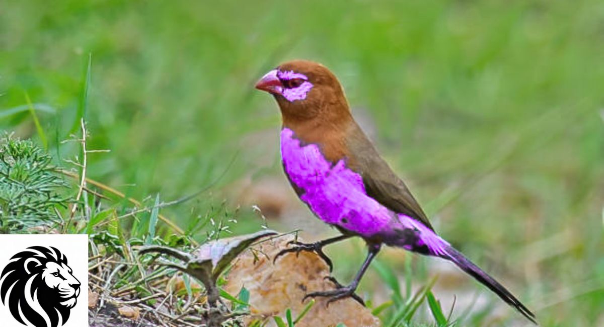 Purple Grenadier
