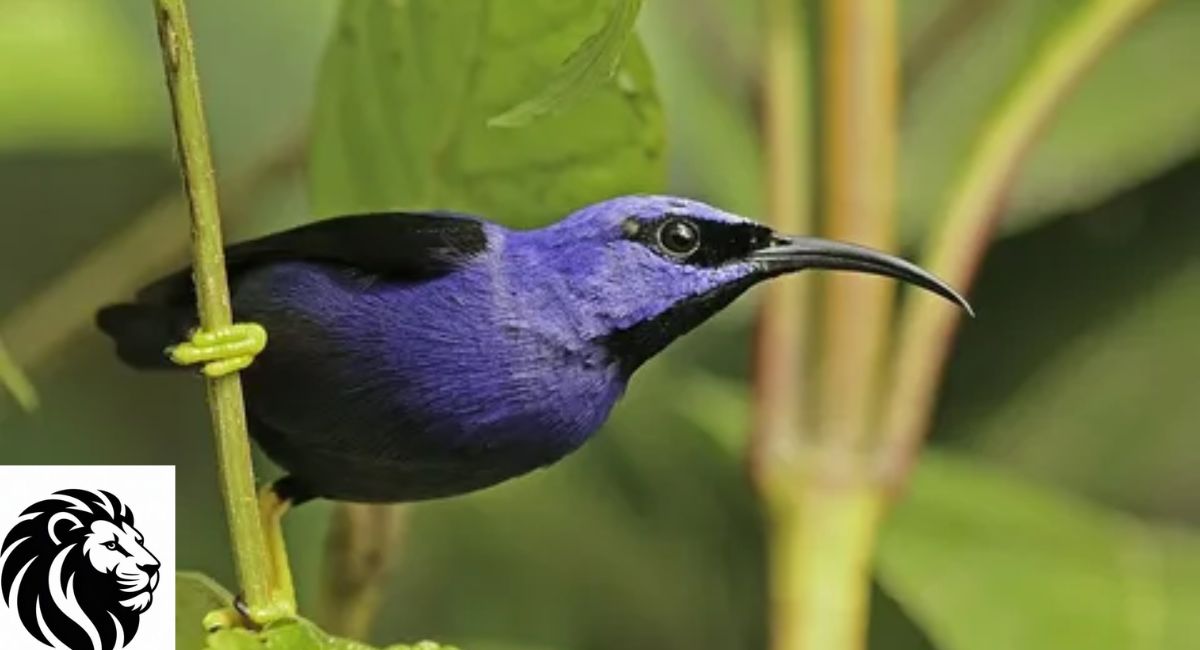 Purple Honeycreeper