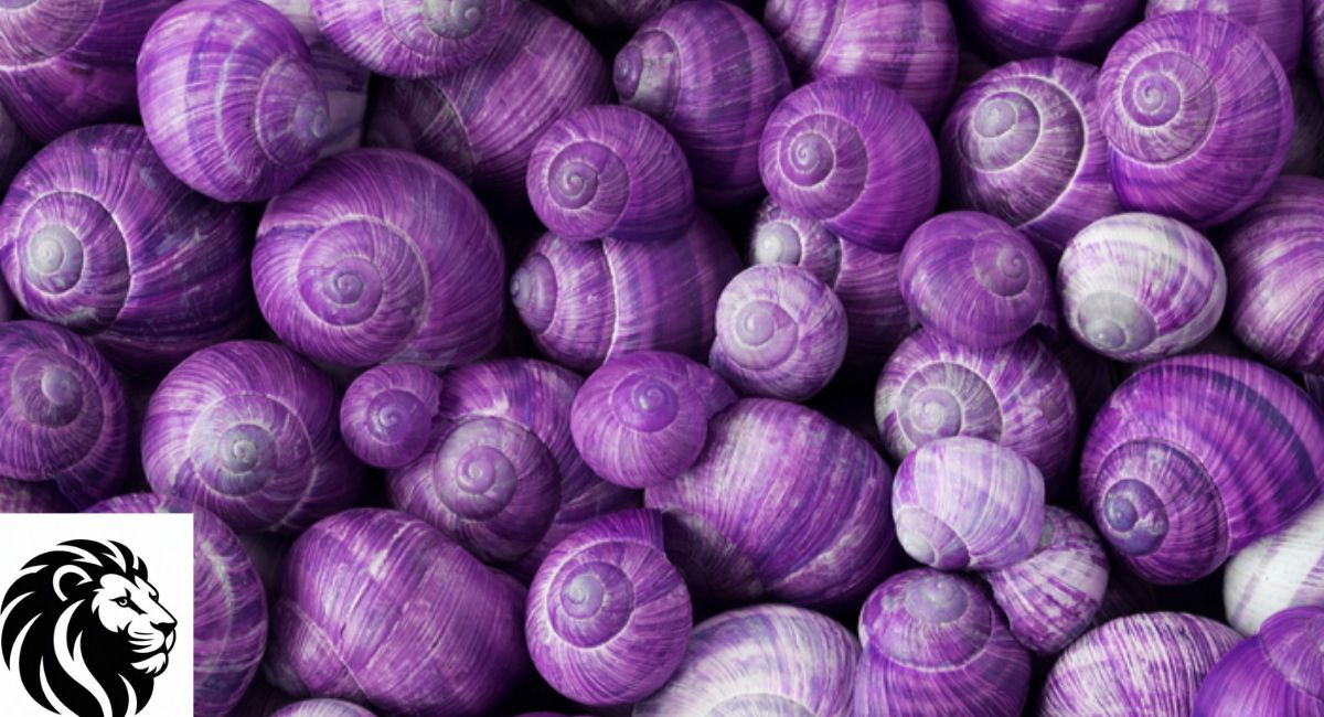 Purple Sea Snail