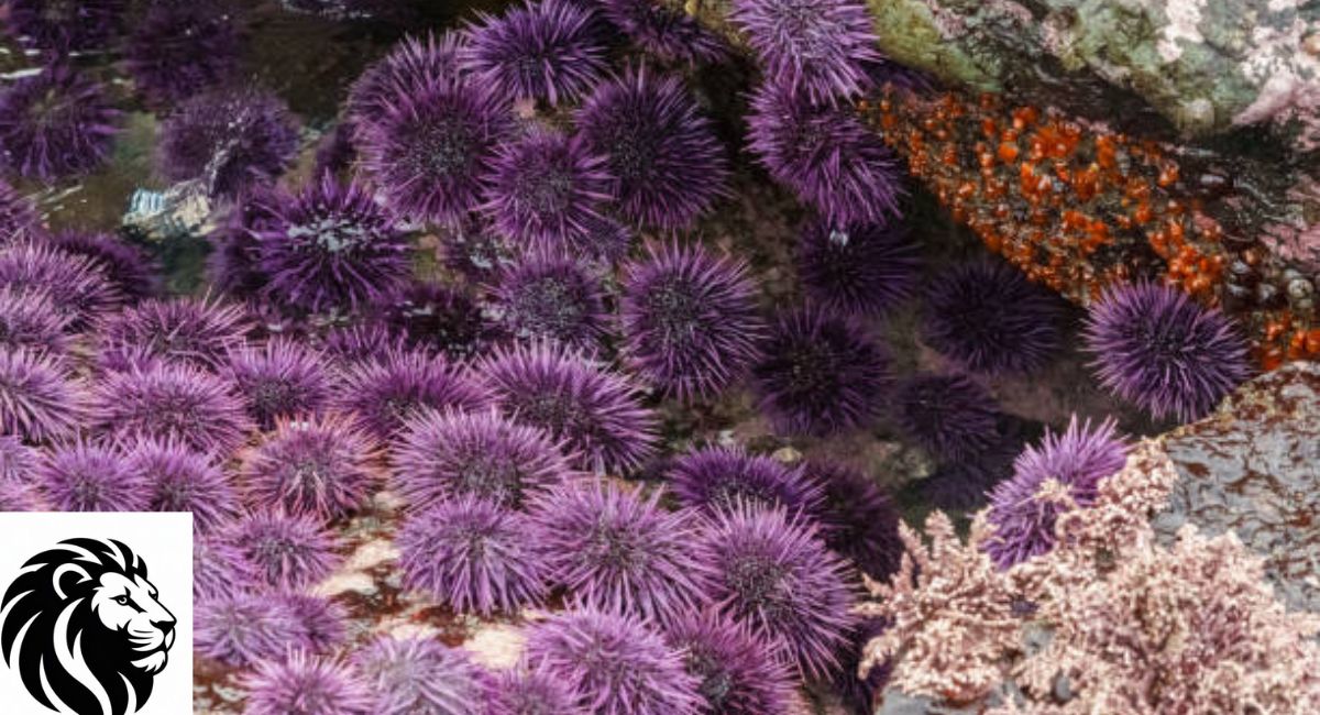 Purple Sea Urchin