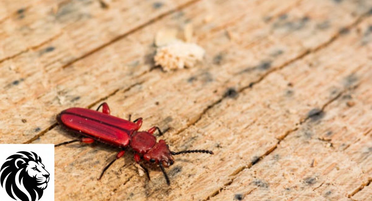 Red Flat Bark Beetle
