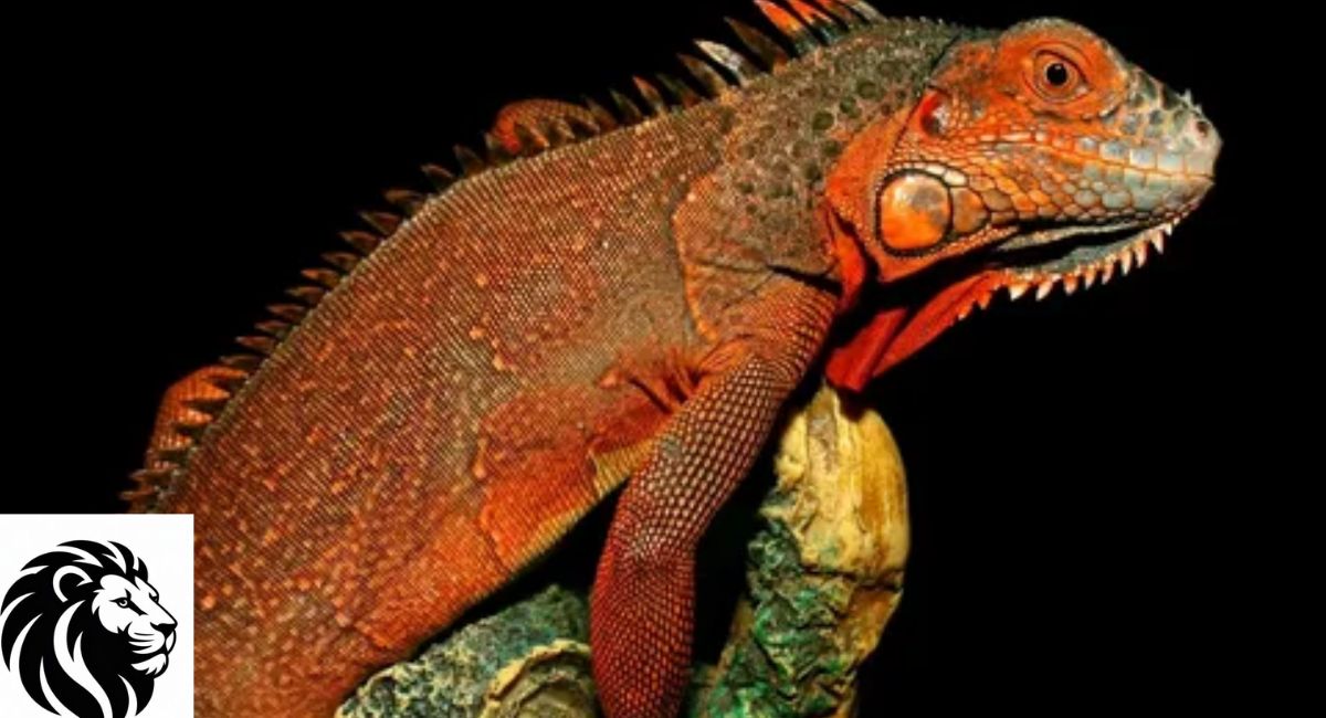 Red Iguana