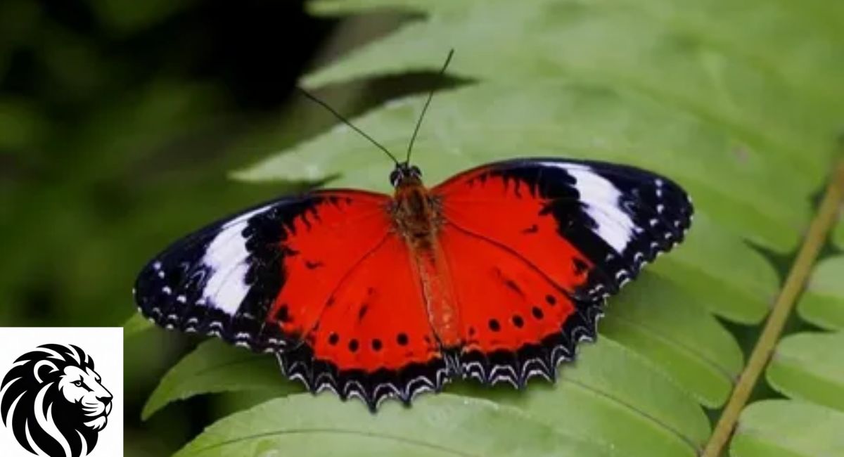 Red Lacewing Butterfly