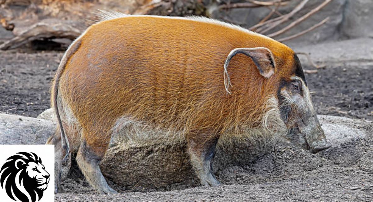 Red River Hog