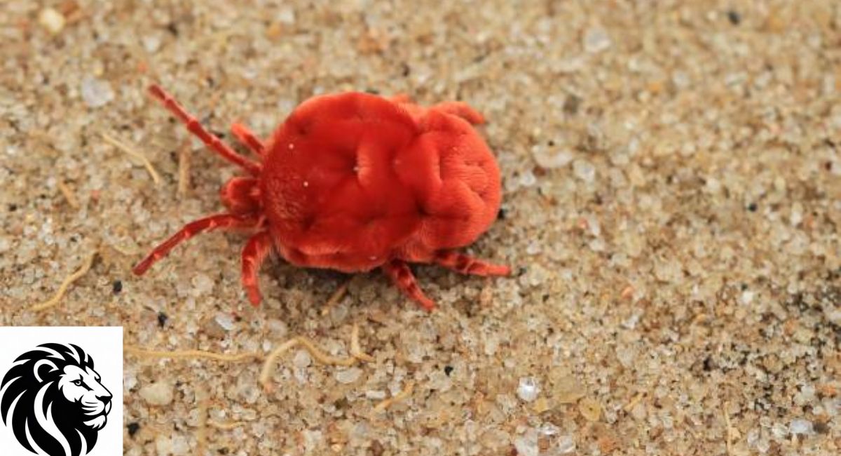 Red Velvet Mite