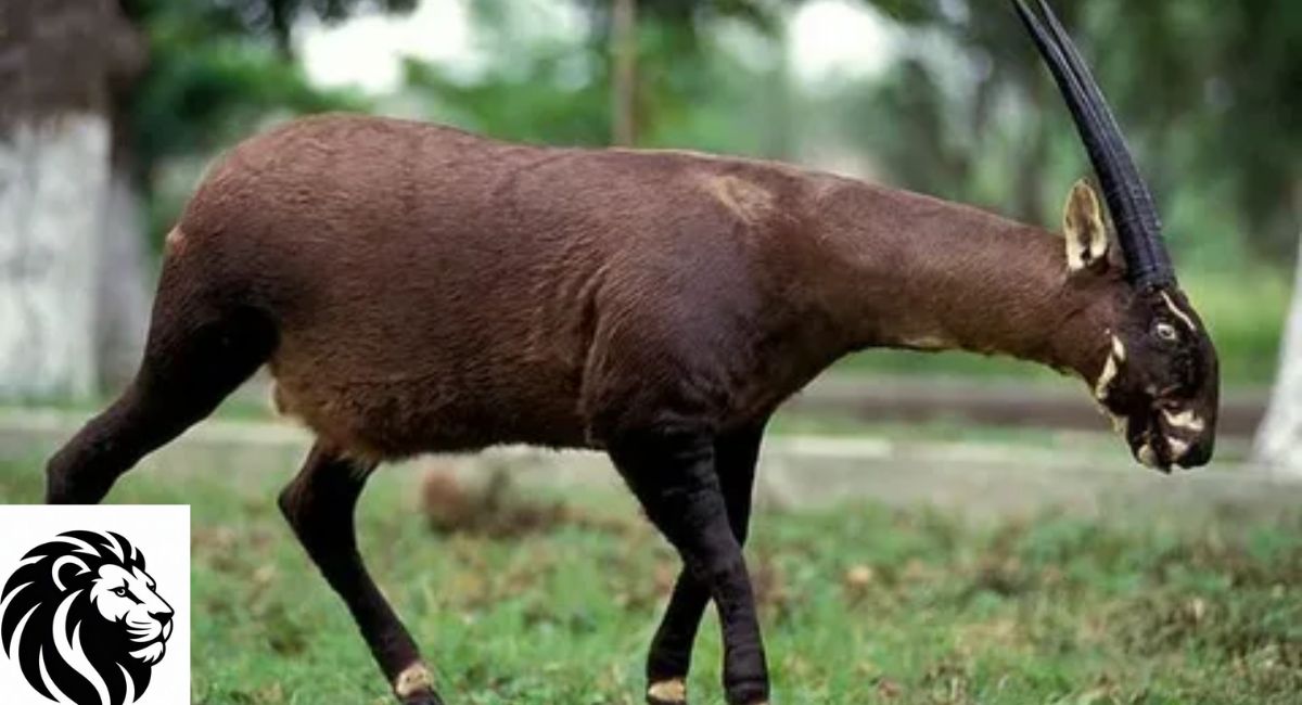 Saola