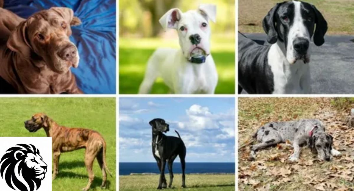 Scooby-Doo vs. Great Dane: Key Similarities and Differences